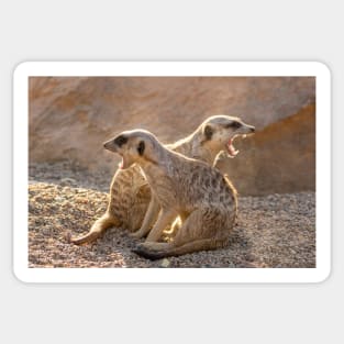 Yawning, not snarling - Meerkats stand guard Sticker